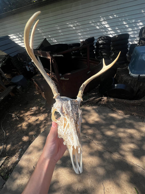 Deer Skull with Western hand-burned design